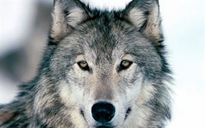 Veneto – Lega e FdI ancora contro il lupo 'cattivo'