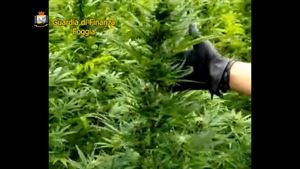 Guardia di Finanza sequestra 4200 piante di marijuana 