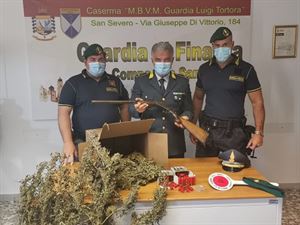 Guardia di Finanza sequestra tra Lucera e Serracapriola 3 piantagioni cannabis e arresta un responsabile