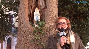 Lucera- La Madonnina di Lourdes nell'albero cavo di Via S. Domenico