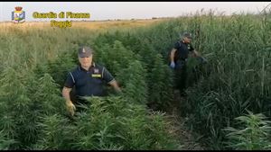 Guardia di Finanza sequestra 300 piante di cannabis